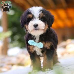 Goodbye Earl, Mini Bernedoodle Puppy